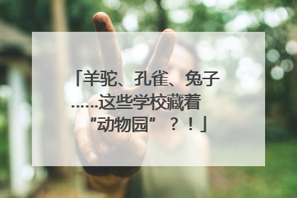 羊驼、孔雀、兔子……这些学校藏着 “动物园”？！